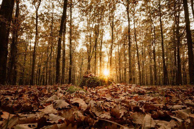 Foto madera de otoño