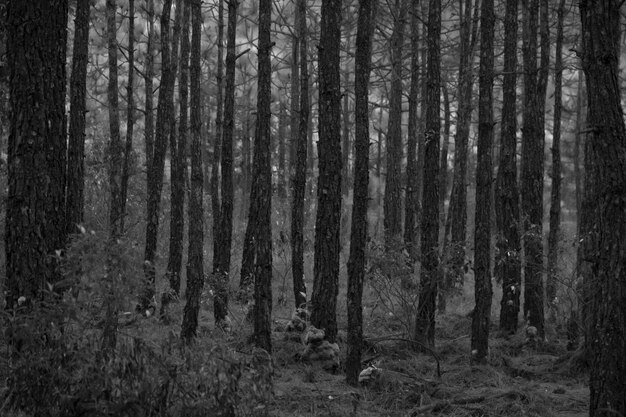 Madera de pino en bosque - tono blanco y negro.