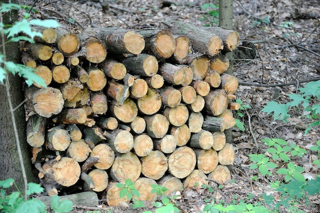 Madera de pino cortada y apilada en el bosque de abetos en un día claro en primavera.