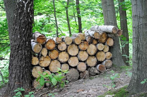 Madera de pino cortada y apilada en el bosque de abetos en un día claro en primavera.