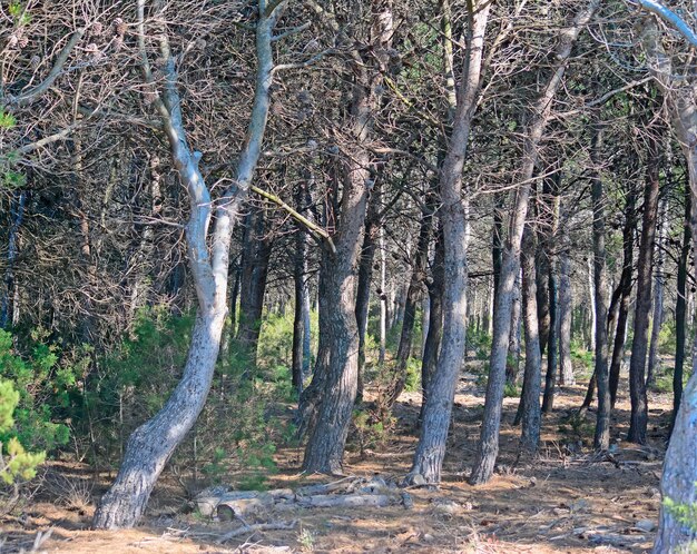 Madera de pino en un día soleado