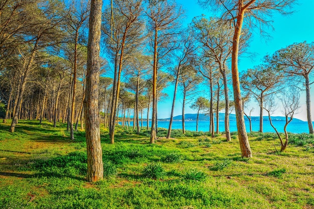 Madera de pino mugoni junto al mar Cerdeña