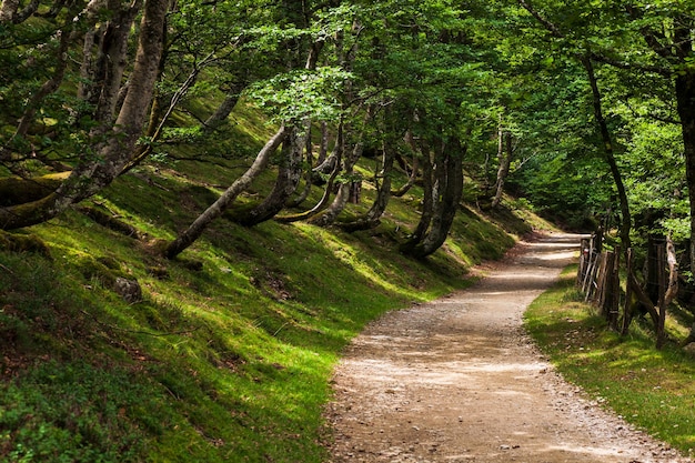 Madera de los Pirineos Camino de Santiago