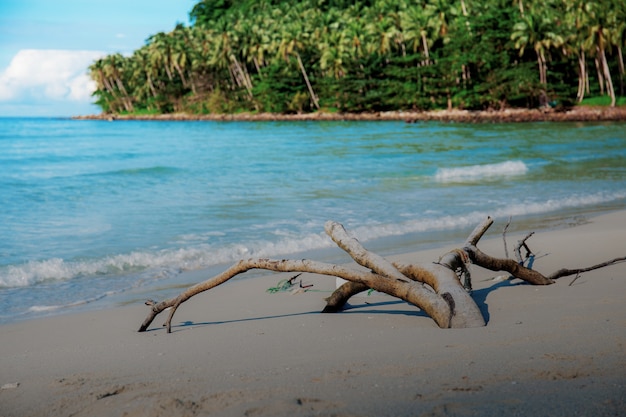 Madera en la playa de arena.