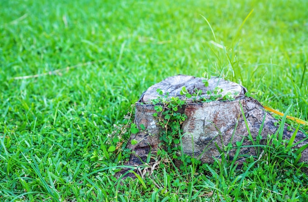 Madera podrida sobre la hierba verde fondo borroso, enfoque selectivo