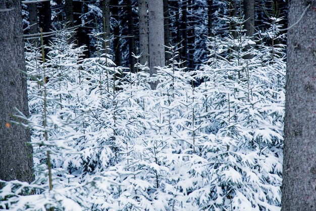 Madera salvaje en la nieve