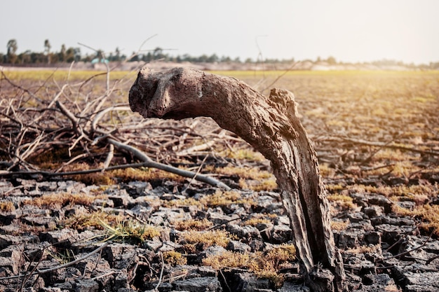 Madera seca en grietas en el suelo