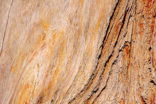 Madera de teca petrificada, textura fósil en foco superficial, fondo natural