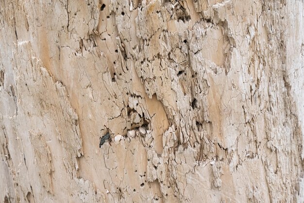 Madera textura fondo superficie viejo patrón natural