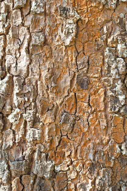 Madera vieja (corteza, corteza) Fondo de textura de árbol