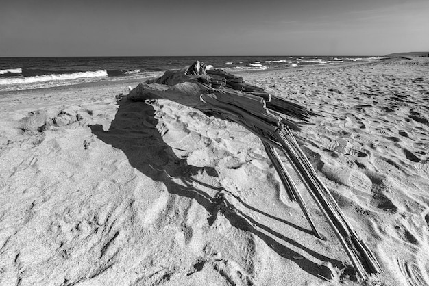 Madera vieja en la playa Blanco y negro