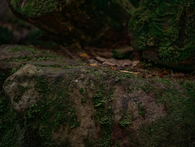 La madera yace sobre piedras junto a un árbol en el bosque