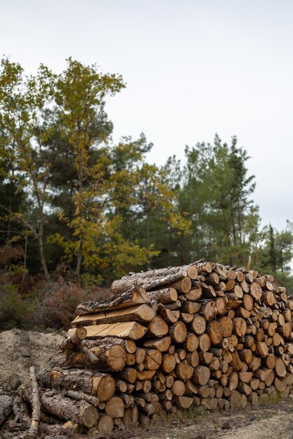 Maderas duras cortadas del bosque para la chimenea