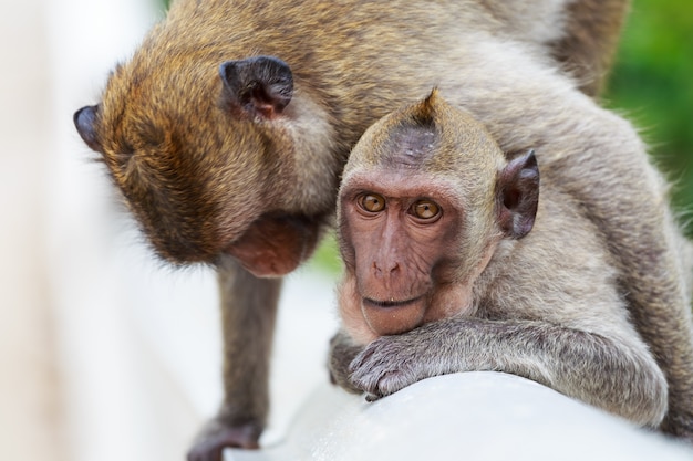 Madre animal con familia de monos bebé