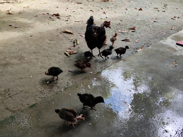 Una madre ave o gallina con cabritos.