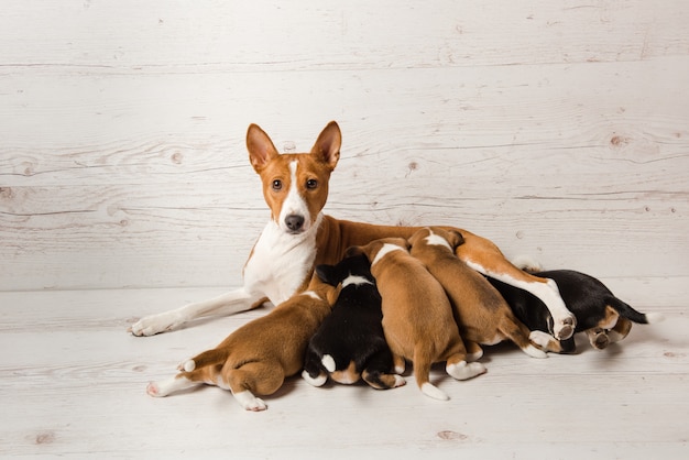 Madre basenji alimenta a sus cachorros