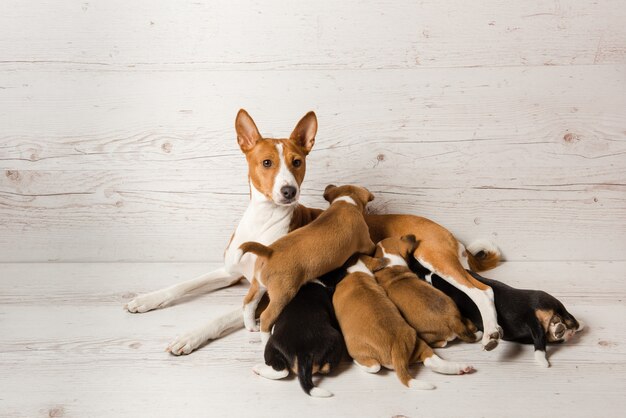 Madre basenji alimenta a sus cachorros