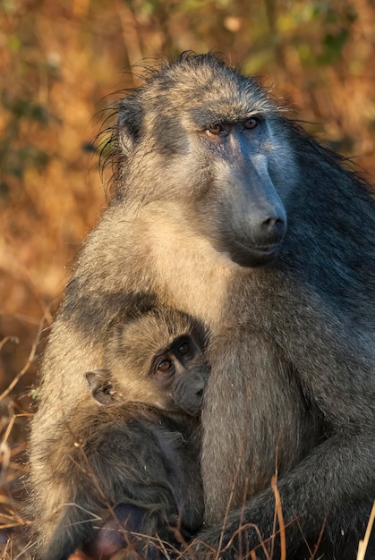 Madre y bebé Babuino Parque Nacional Kruger Sudáfrica