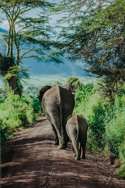 Foto madre y bebé elefante caminando en ngorongoro