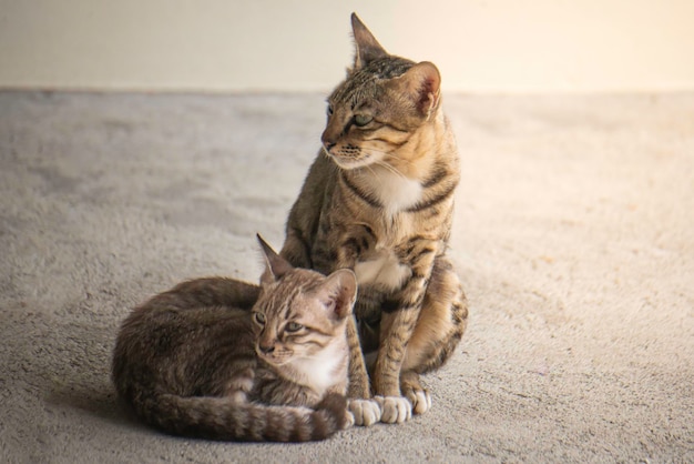 Madre y bebé gato gris dos lindos