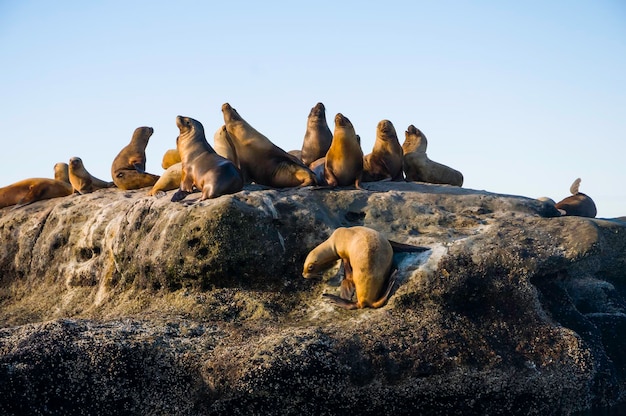 Madre y bebé león marino Patagonia