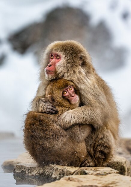 Madre con un bebé macaco japonés sentado en la piedra