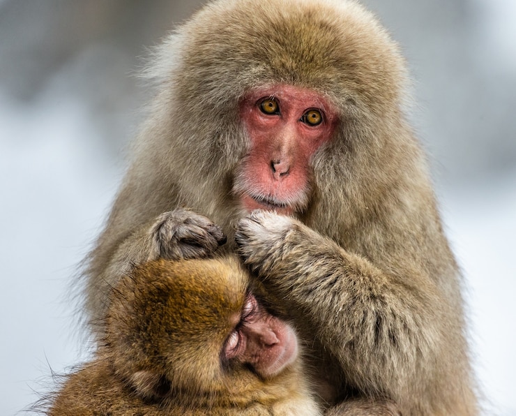 Foto madre con un bebé macaco japonés sentado en la piedra