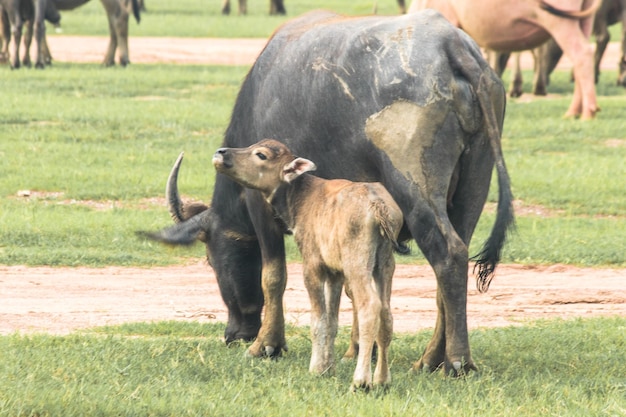 Foto una madre búfalo y un bebé búfalo están caminando y comiendo hierba en el campo