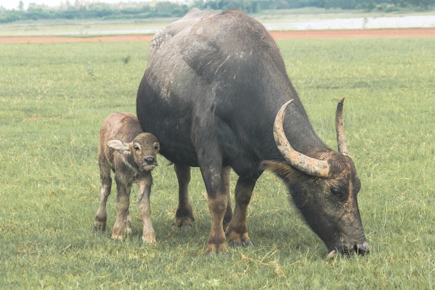 Una madre búfalo y un bebé búfalo están caminando y comiendo hierba en el campo