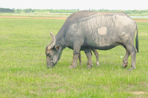 Una madre búfalo y un bebé búfalo están caminando y comiendo hierba en el campo