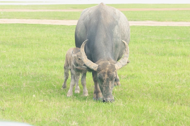 Una madre búfalo y un bebé búfalo están caminando y comiendo hierba en el campo