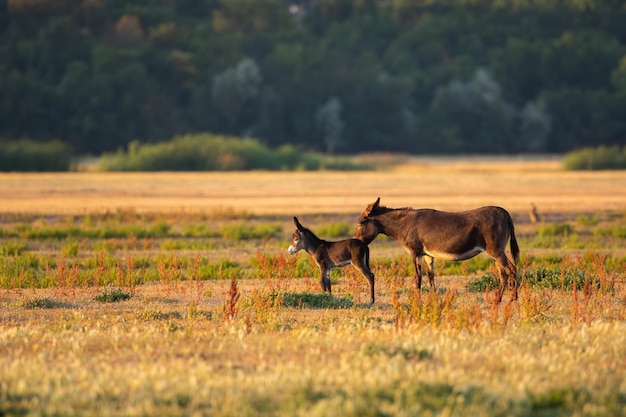 Madre burro lamiendo a sus crías en el pasto al atardecer