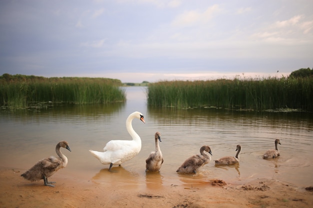 Madre cisne con pichones en la orilla de un lago