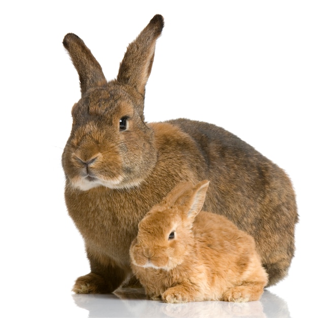 Madre Conejo con su conejito recién nacido delante de un fondo blanco.