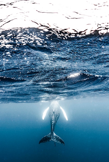 Foto madre y cría de ballena jorobada