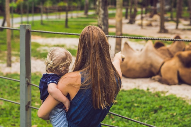 Madre e hijo mira a los camellos en el zoológico.