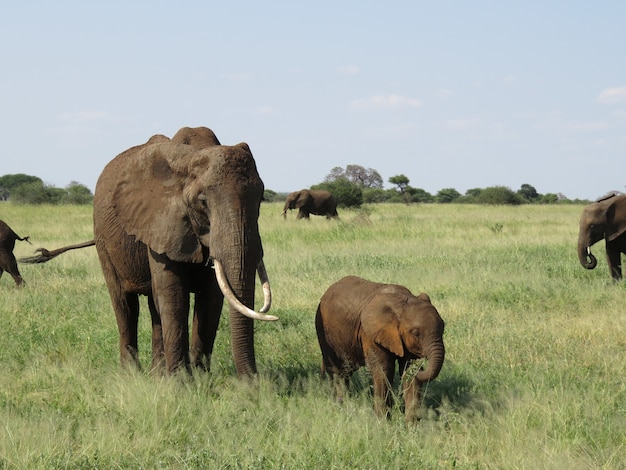 Madre elefante con su bebé caminando sobre un campo