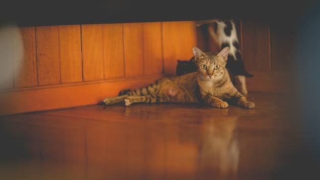 La madre gata y gatitos en suelo de madera.