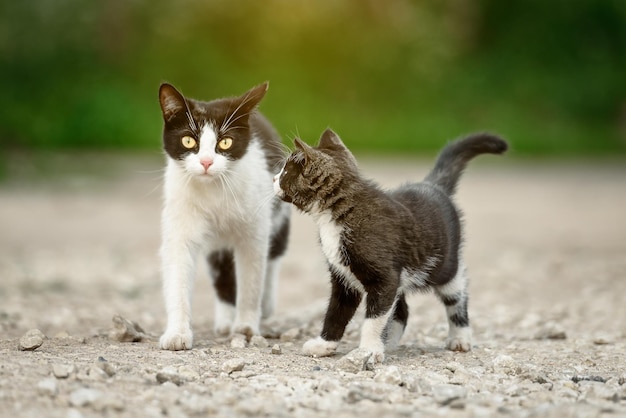 Madre gato sin hogar con un gatito