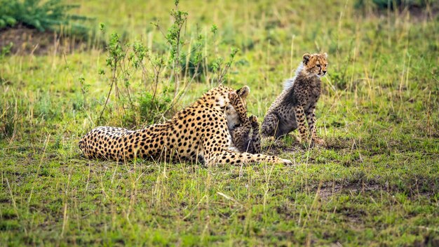 Madre guepardo con dos cachorros jugando en la sabana