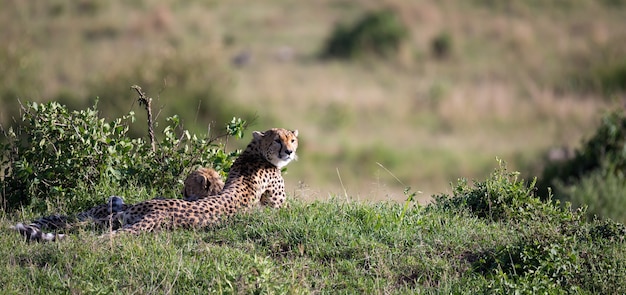 La madre guepardo con dos hijos en la sabana de Kenia