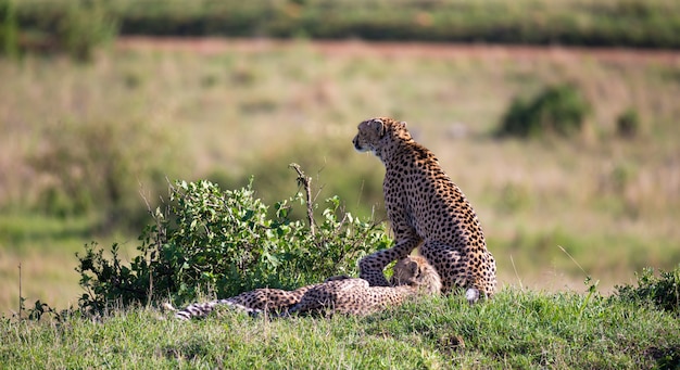 Madre guepardo con sus hijos en savannah