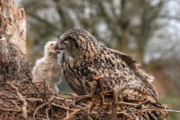 Madre y un hermoso y juvenil Búho Real Europeo (Bubo bubo) en el nido