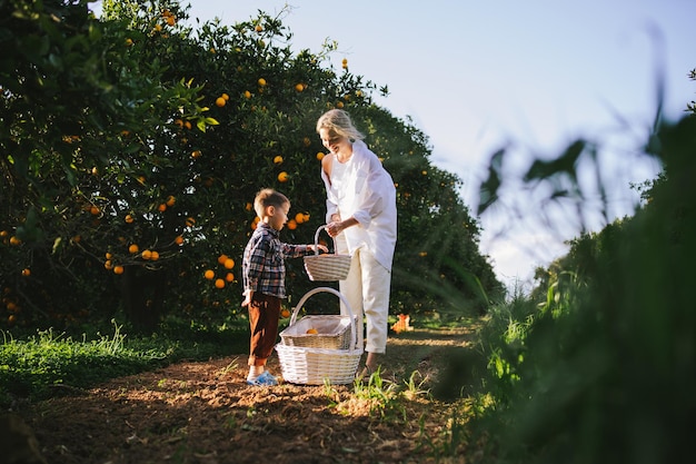 Madre y hijo cosechan naranjas juntos