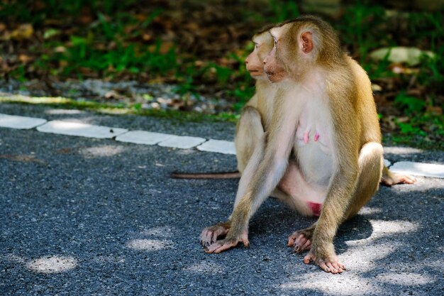 Foto madre y hijo monos son encantadores en el bosque