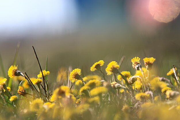 Madre y madrastra flores amarillas fondo de primavera, fondo abstracto de primavera con flores silvestres