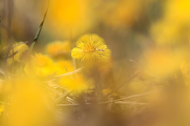 Madre y madrastra flores amarillas fondo de primavera, fondo abstracto de primavera con flores silvestres