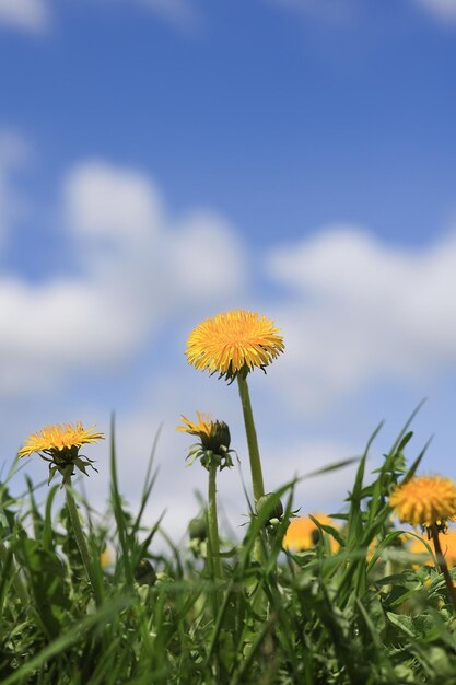 Madre y madrastra flores de diente de león sobre un fondo de cielo azul en un día soleado Enfoque selectivo