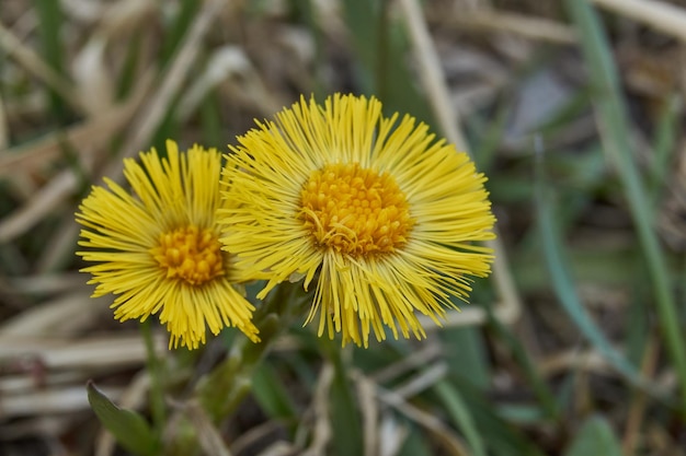 Madre y madrastra lat Tussilago florece en un prado