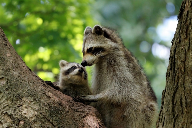 Madre mapache y su cachorro en un árbol en el bosque